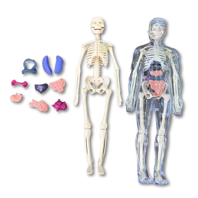 BodyQuest | Anatomie Puzzel