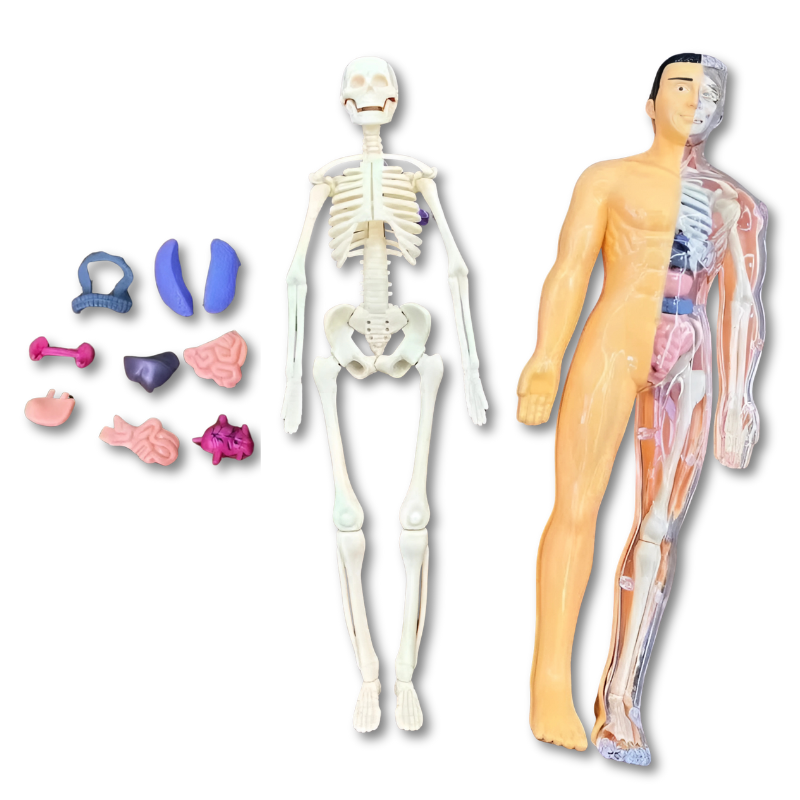BodyQuest | Anatomie Puzzel