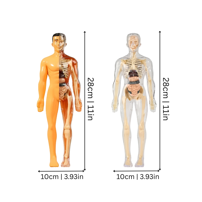 BodyQuest | Anatomie Puzzel